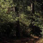 Lightroom - Green Trees on Brown Soil